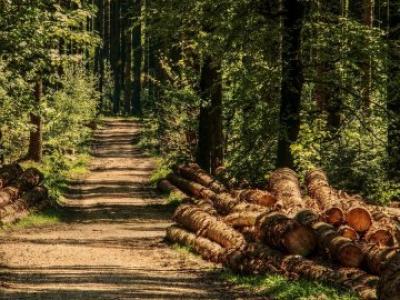 PRODURRE ENERGIA DAL LEGNO DI SCARTO: QUANTO VALGONO LE FORESTE